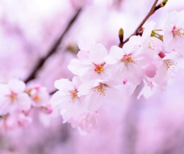 大切な人が“うつ病”悩んでいるあなたのお話聴きます ⭐あなたも辛い、しんどい心の叫びを吐き出していいんです イメージ5