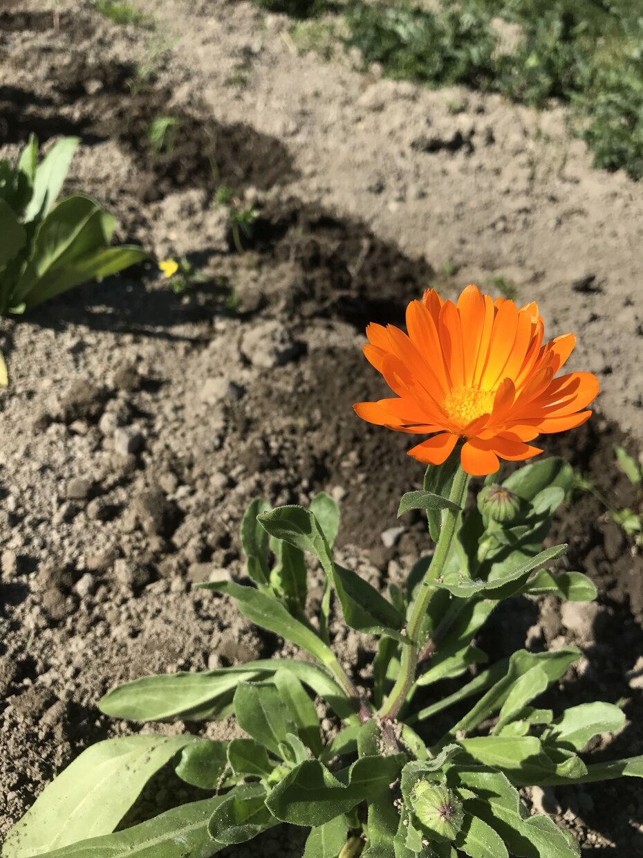 自然栽培の技術教えます 野菜やお米を作ってみたいあなたへ イメージ2