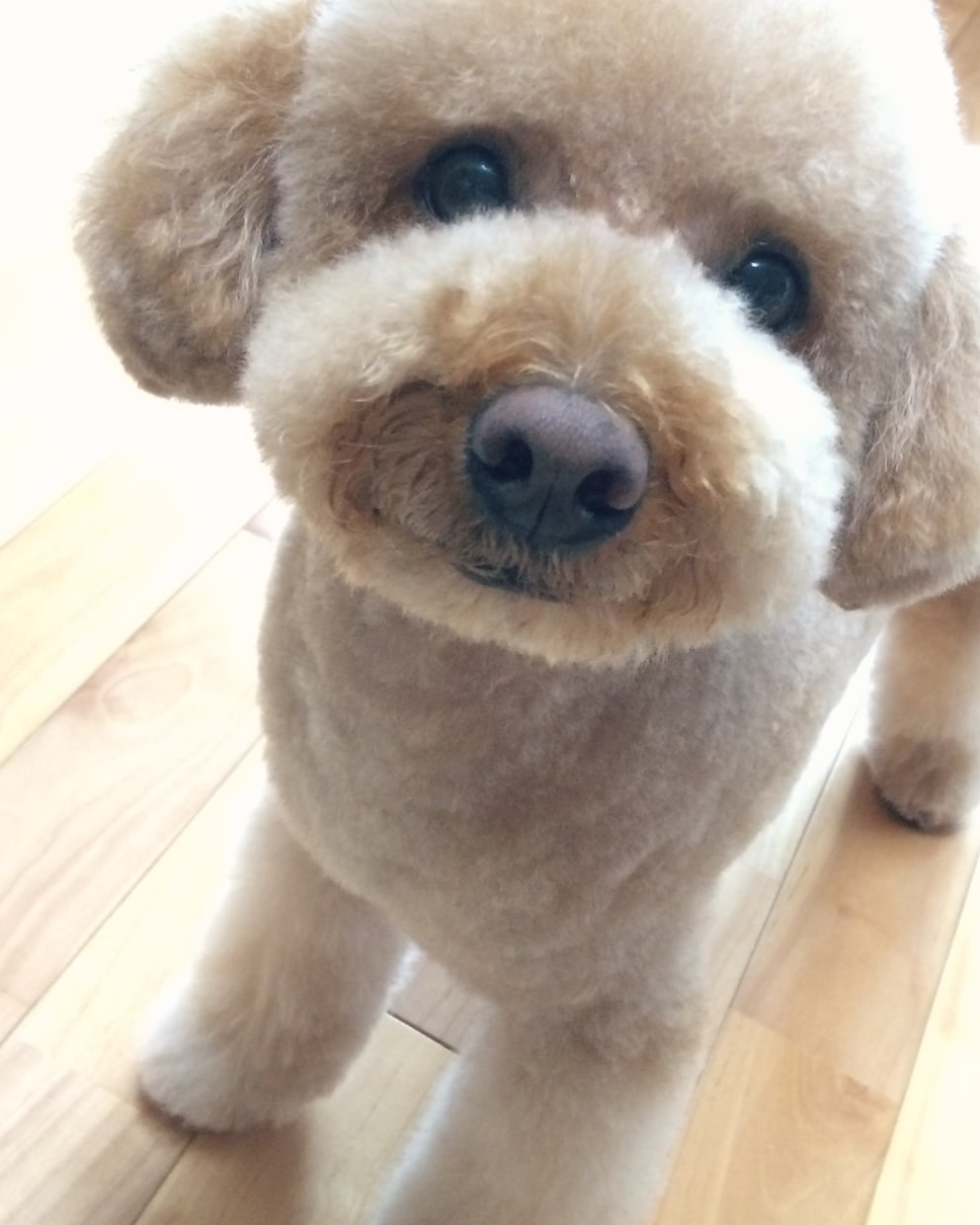 わんちゃんのシャンプー、カットの仕方、しつけの仕方教えます！！ イメージ1