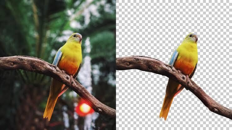 5枚1000円で写真の背景削除・白抜きします Amazon,楽天,ヤフオクやメルカリなどの商品画像に イメージ1