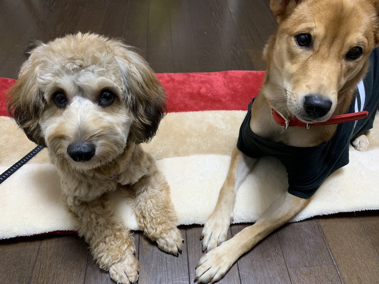 犬好き大集合！わんちゃん含めてテレビ電話します 《犬を飼っている方・犬友募集中》《犬に癒されたい！》方必見！ イメージ3