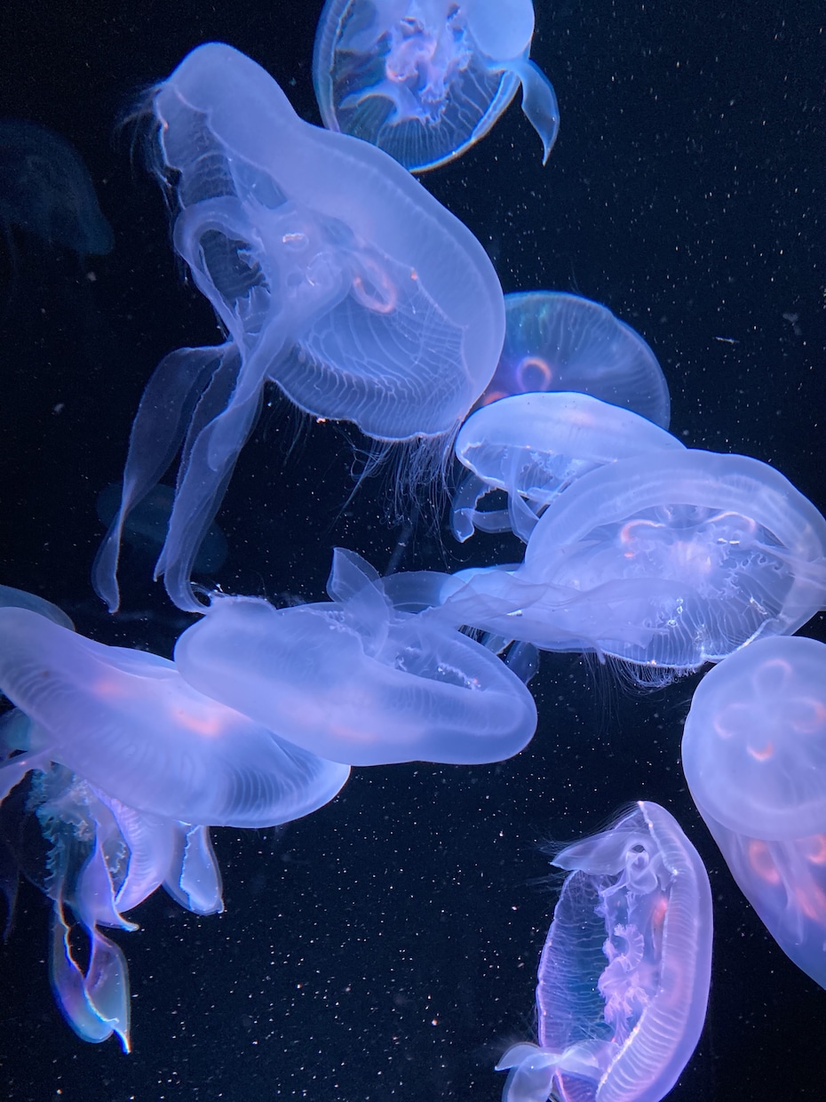 広告など様々な用途向け写真素材をご用意しております 植物、風景、水の生き物たちの美しい素材を活かしてます イメージ6