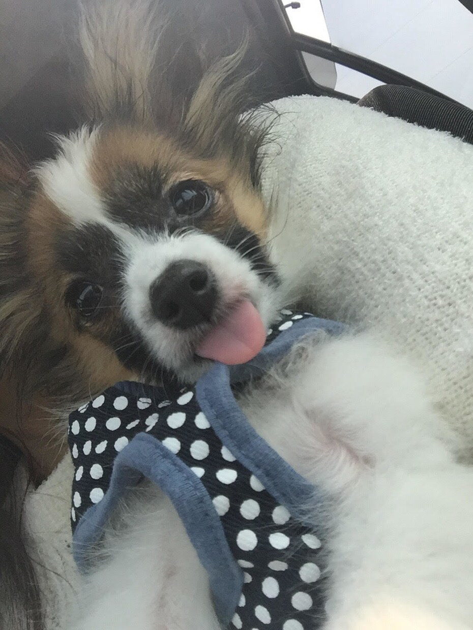 犬を飼っている人へ！あなたのペットの悩みを聞きます やんちゃなパピヨン飼いのサラリーマンがペットの悩みを聞きます イメージ1