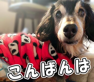 お好みの画像からLINEスタンプを作成します ペット等の画像からスタンプを作成いたします イメージ3