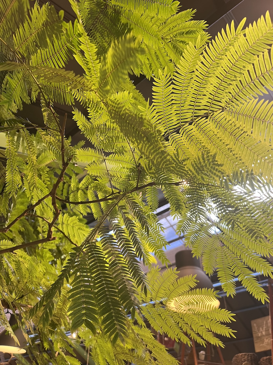 観葉植物の選び方賜ります 職場の環境に最適な観葉植物をインテリア性も合わせてチョイス！ イメージ1