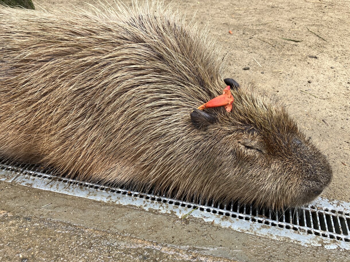 日常に疲れたあなたの心を掃除します 周囲に悩みを打ち明けられない人へ、カウンセリングコース合格済 イメージ1