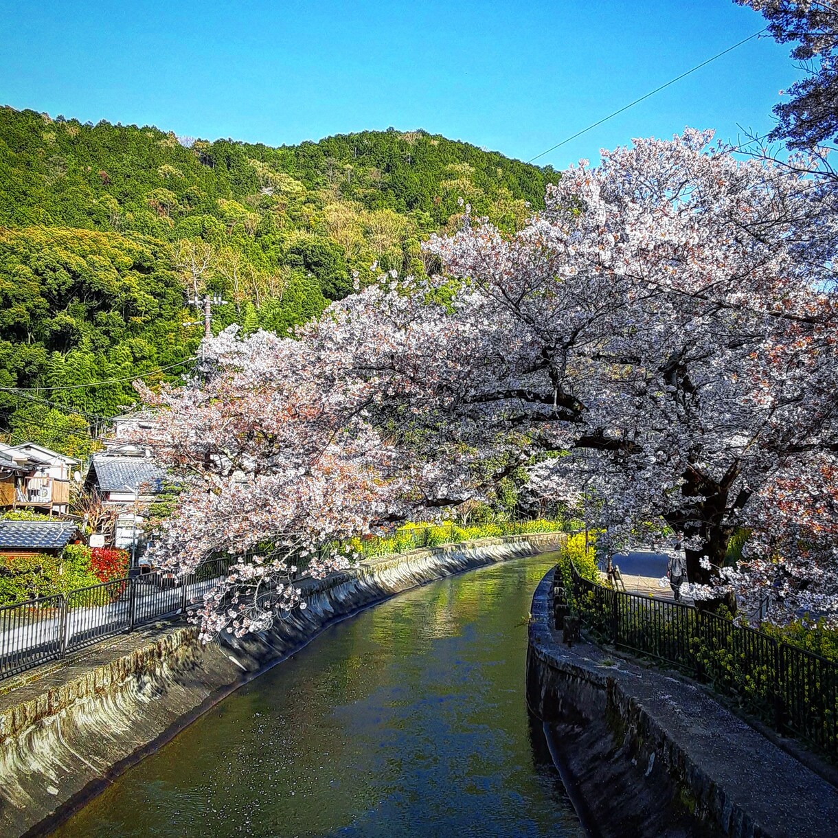 京都の四季の写真提供しています 京都の何気ない風景や四季の風景写真 イメージ6