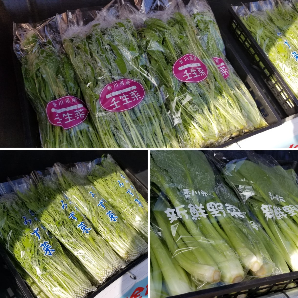 体が欲しがる水で育てる農法･農業を提供します 「その水を変えるダケで！」野菜の革命!【ガイナ農法】 イメージ5