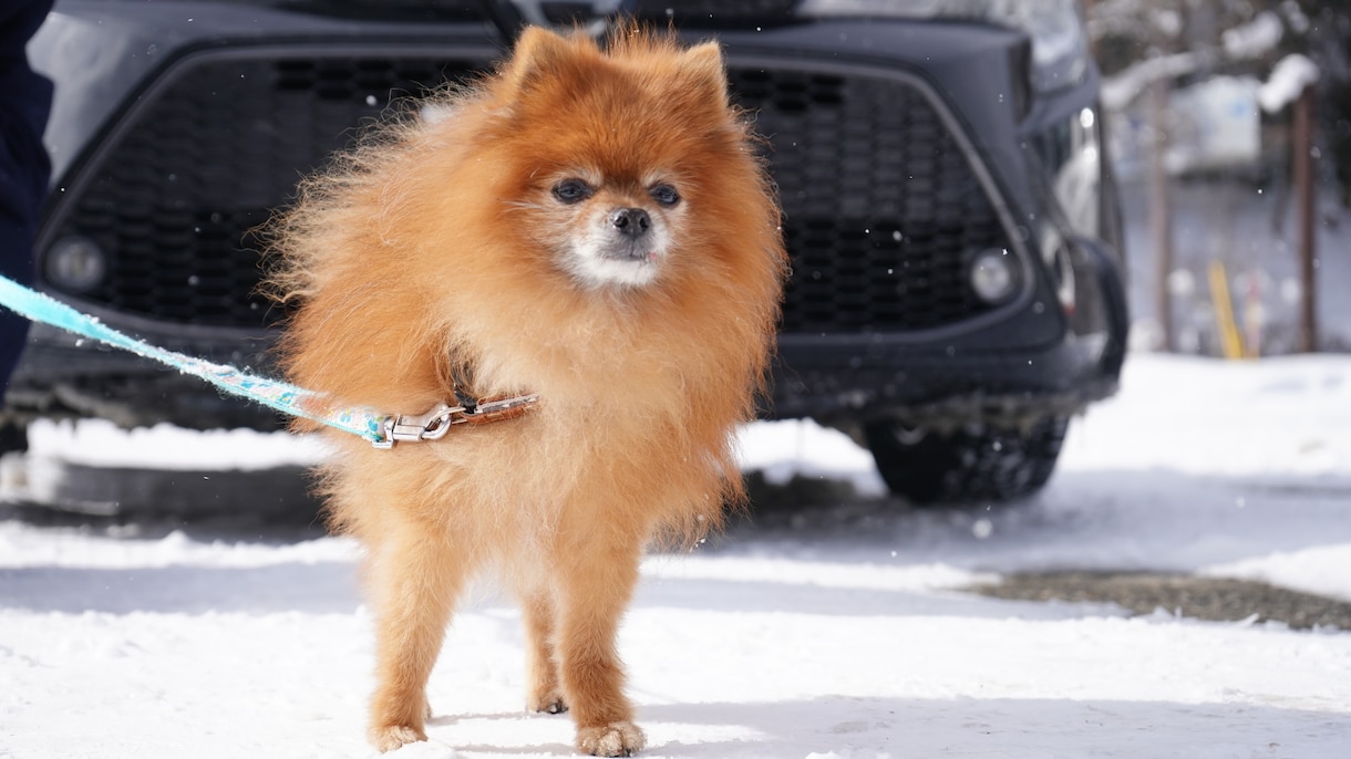 全画像納品！愛犬との家族写真撮影します 愛するわんちゃんとの思い出を残しませんか？ イメージ9