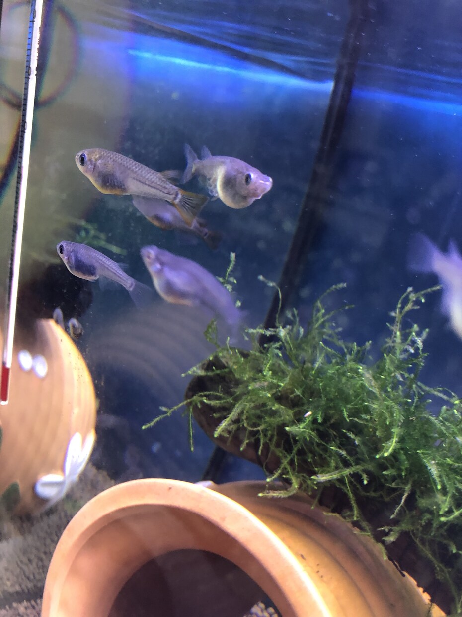 業界初！あなたの大切なメダカにお名前を付けます 10匹500円！もはやメダカも家族で名前を呼んでメダ活！ イメージ2