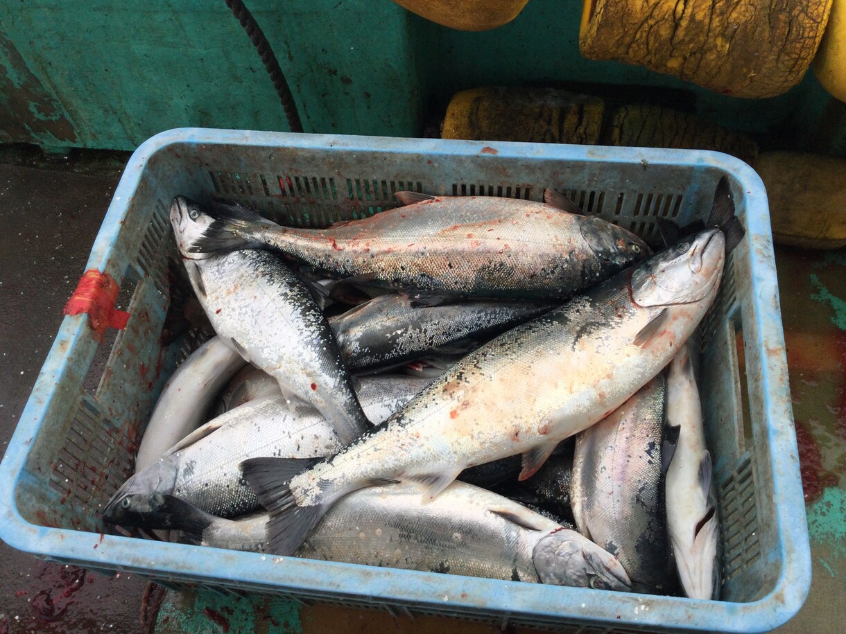 北海道の釣り楽しい話しします マグロからヤマメ迄の、釣り教えます。 イメージ7