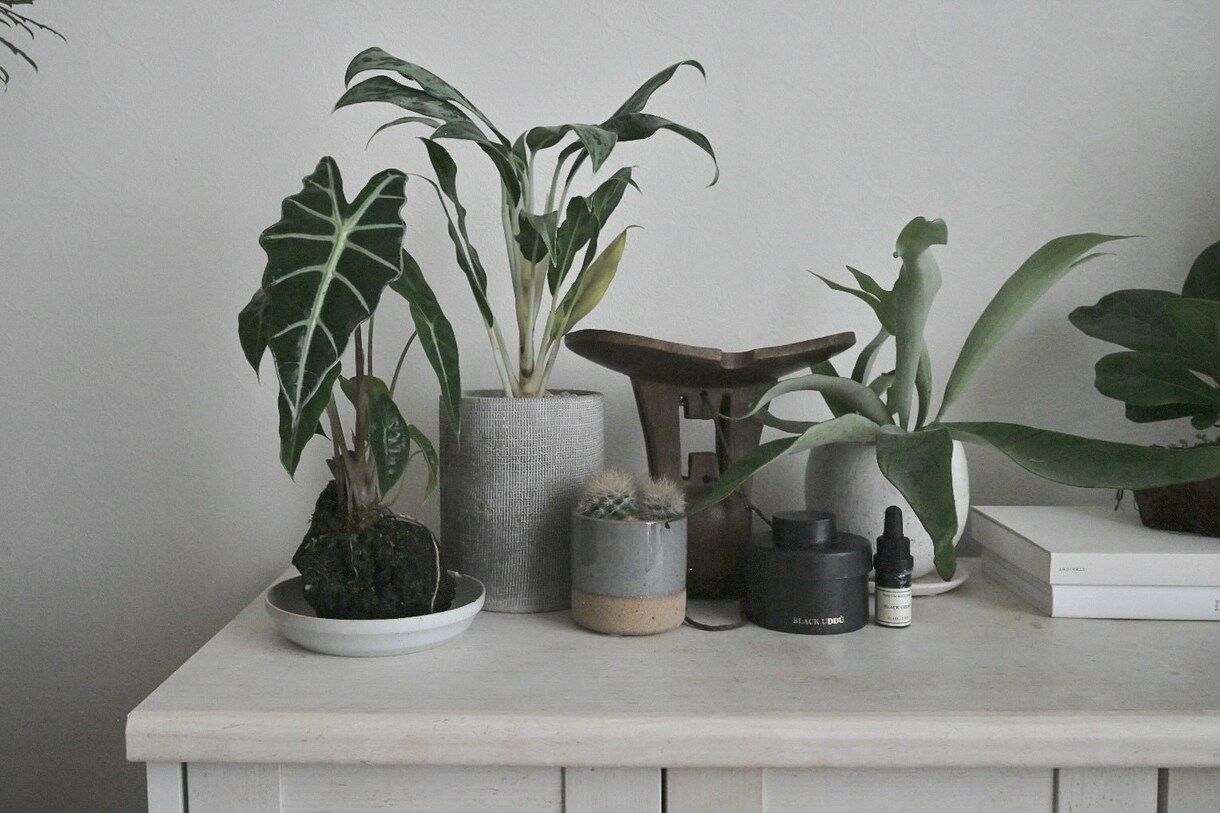 観葉植物のコーディネートをアドバイス致します これから植物のある暮らしを取り入れたい方へ イメージ1