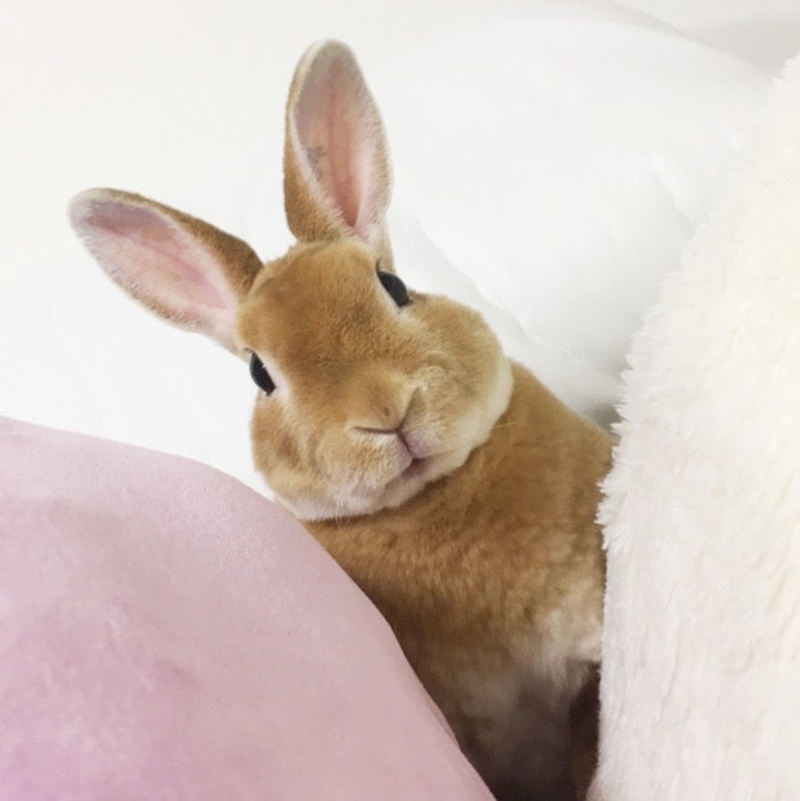 愛うさぎと仲良くなる方法を教えます 問題行動が少なく、表情豊かになります イメージ9