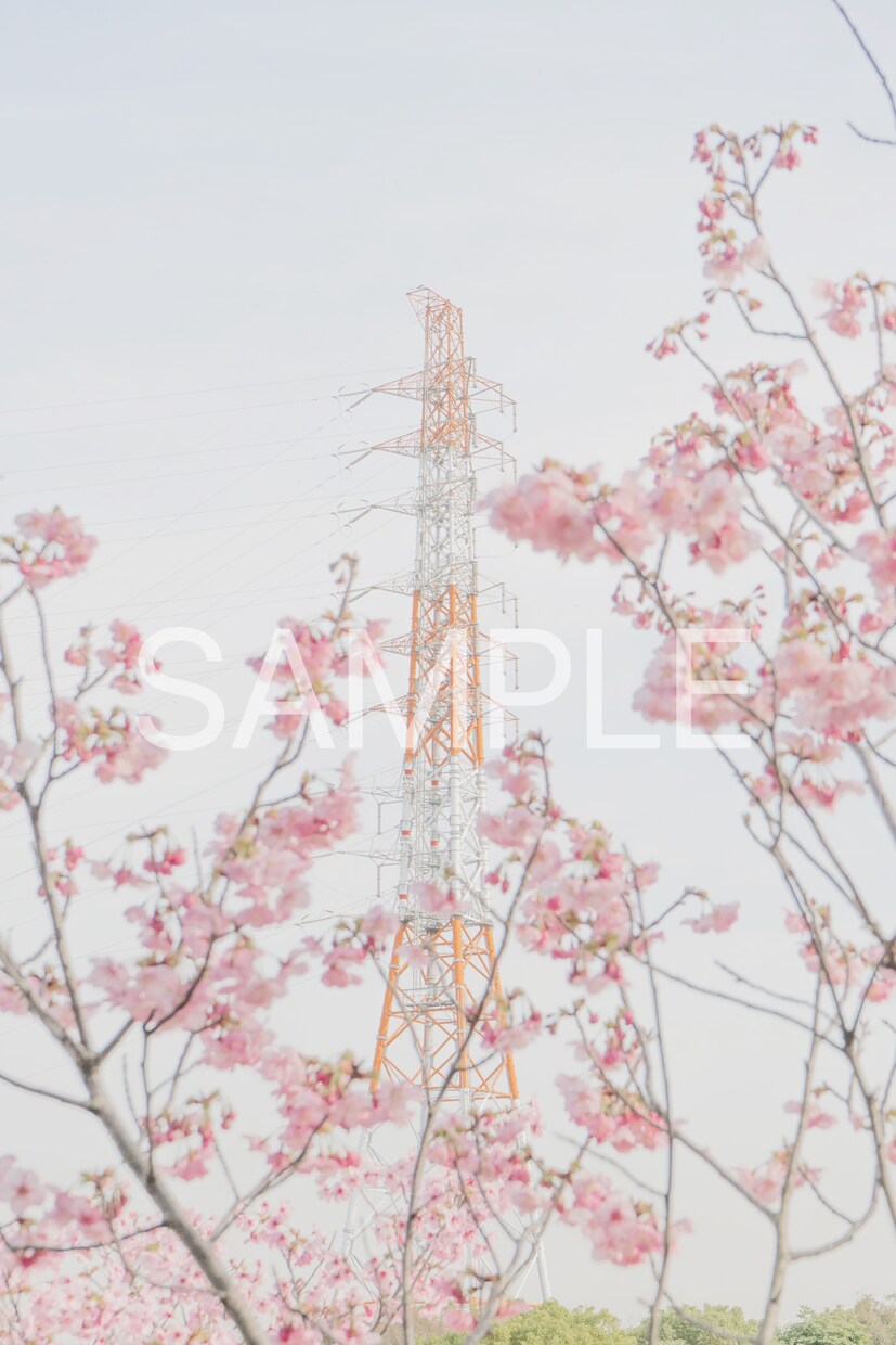 春の撮影　桜の写真素材10枚を提供します 色々な用途で使用できる素材写真をご提供します。 イメージ1