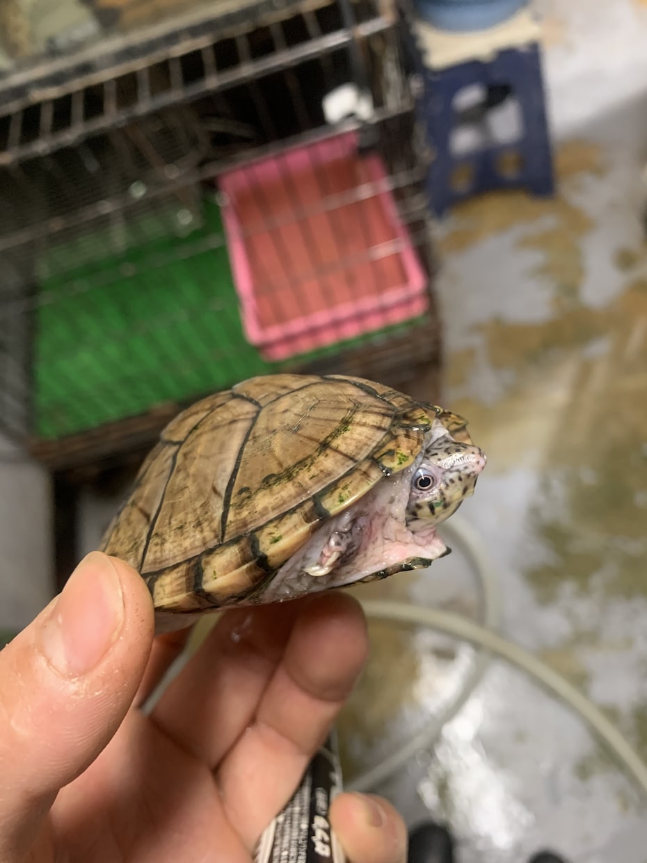 小動物、爬虫類、猛禽類などの飼育相談承ります 某個人営業の動物園での勤務経験から飼育のお悩み解決に導きます イメージ4