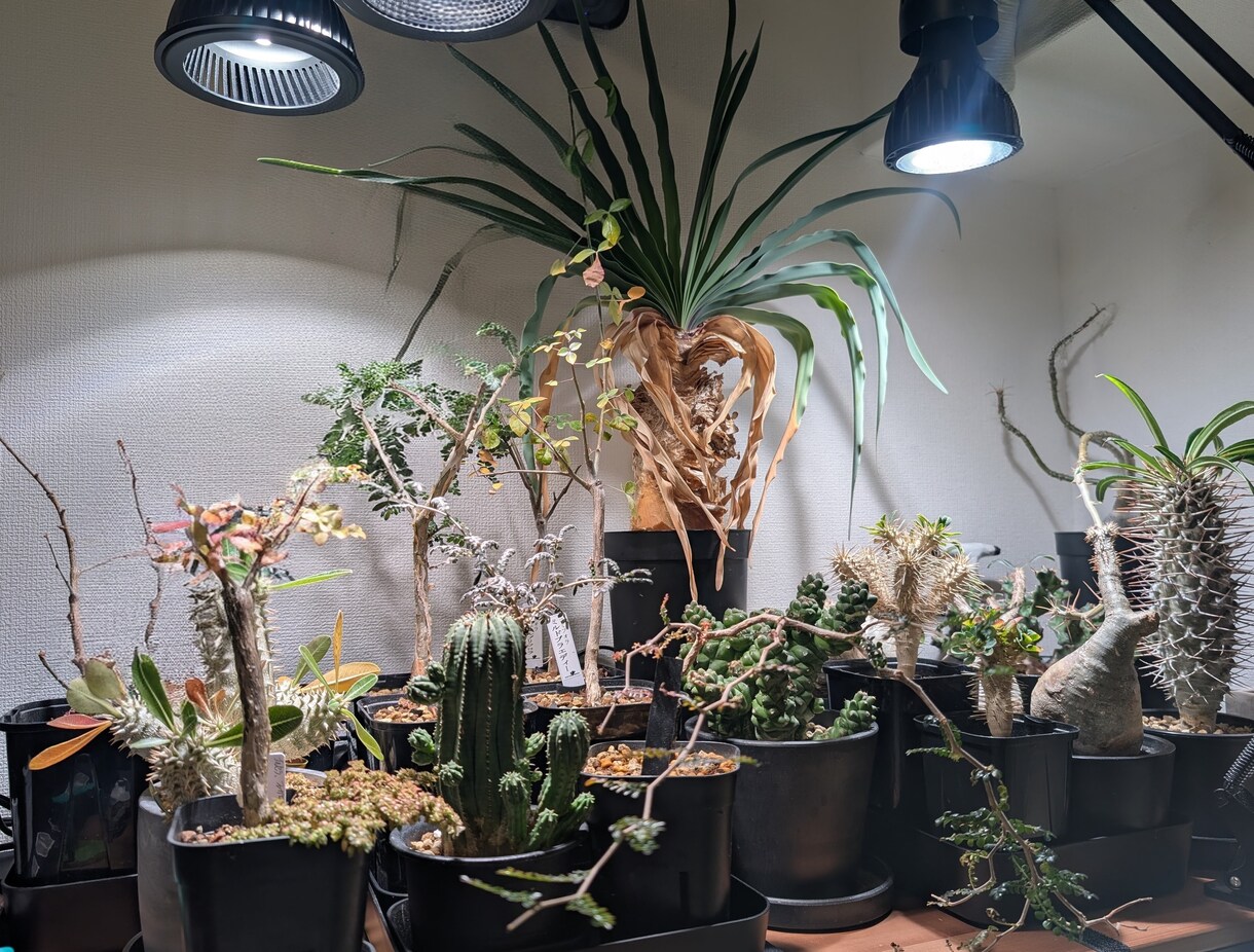 葉が落ちる・動かない植物を写真で一緒に整理します 【写真OK｜塊根・ビカク・アガベ対応｜原因を整理したい方】 イメージ5