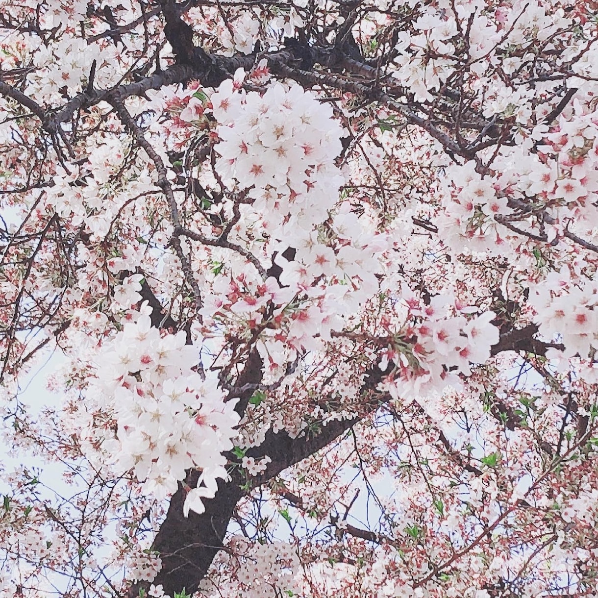 女性限定♡お電話で心とからだの解放をお手伝いします 心とからだからのメッセージを直感でお伝えします⭐︎ イメージ2
