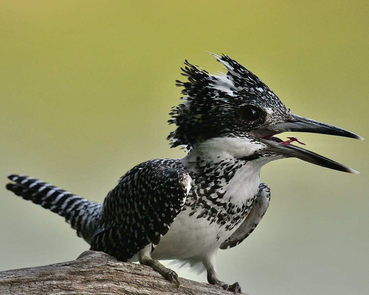 野鳥の写真を提供します 日本で見られる野鳥を季節を問わず撮影しています。 イメージ6