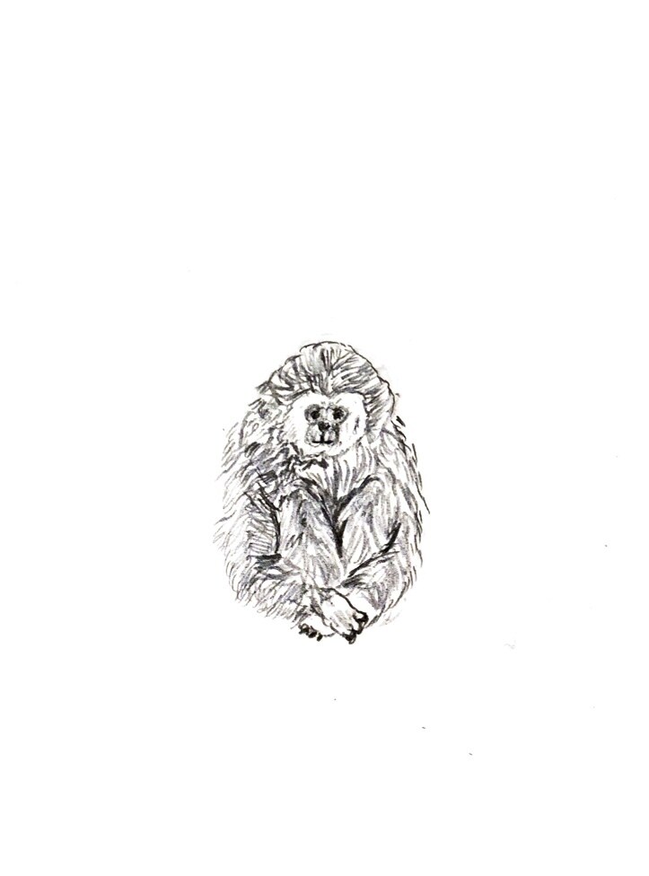 手描き風ゆる〜いもふもふ動物の絵を描きます アイコン、挿絵などに使えます◯ 商用利用ご相談ください イメージ6