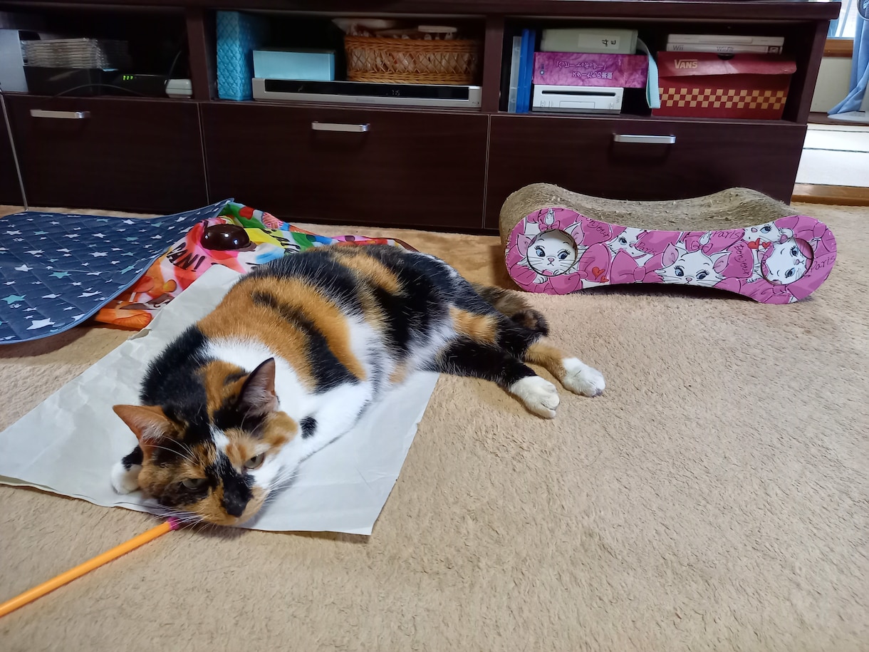 飼い猫さんや猫好きさんの猫自慢募集します 気軽に猫の自慢話をして盛り上がりましょう！！ イメージ2