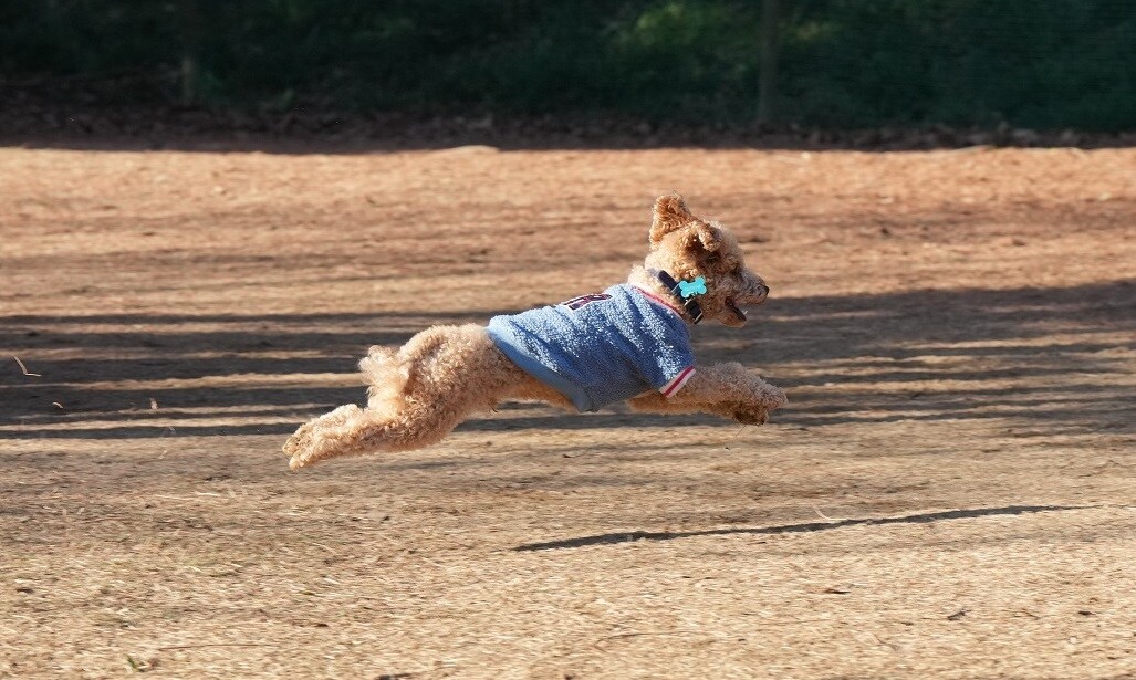 広島のドッグランで浮いてる犬の撮影をします ソニーのハイエンドカメラで一瞬を切り取ります イメージ2