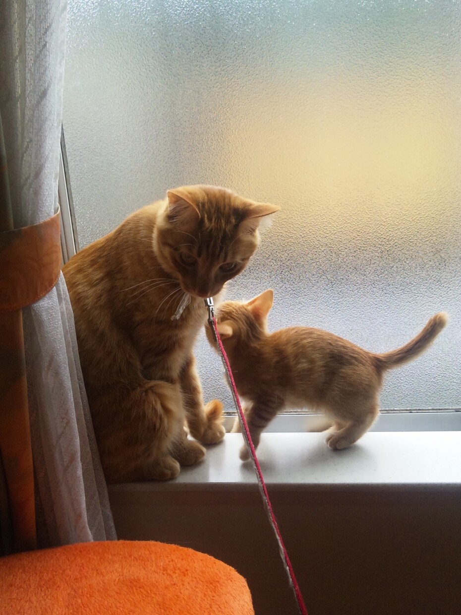猫のお悩み相談承ります 猫の飼育歴25年以上の経験活かします イメージ1