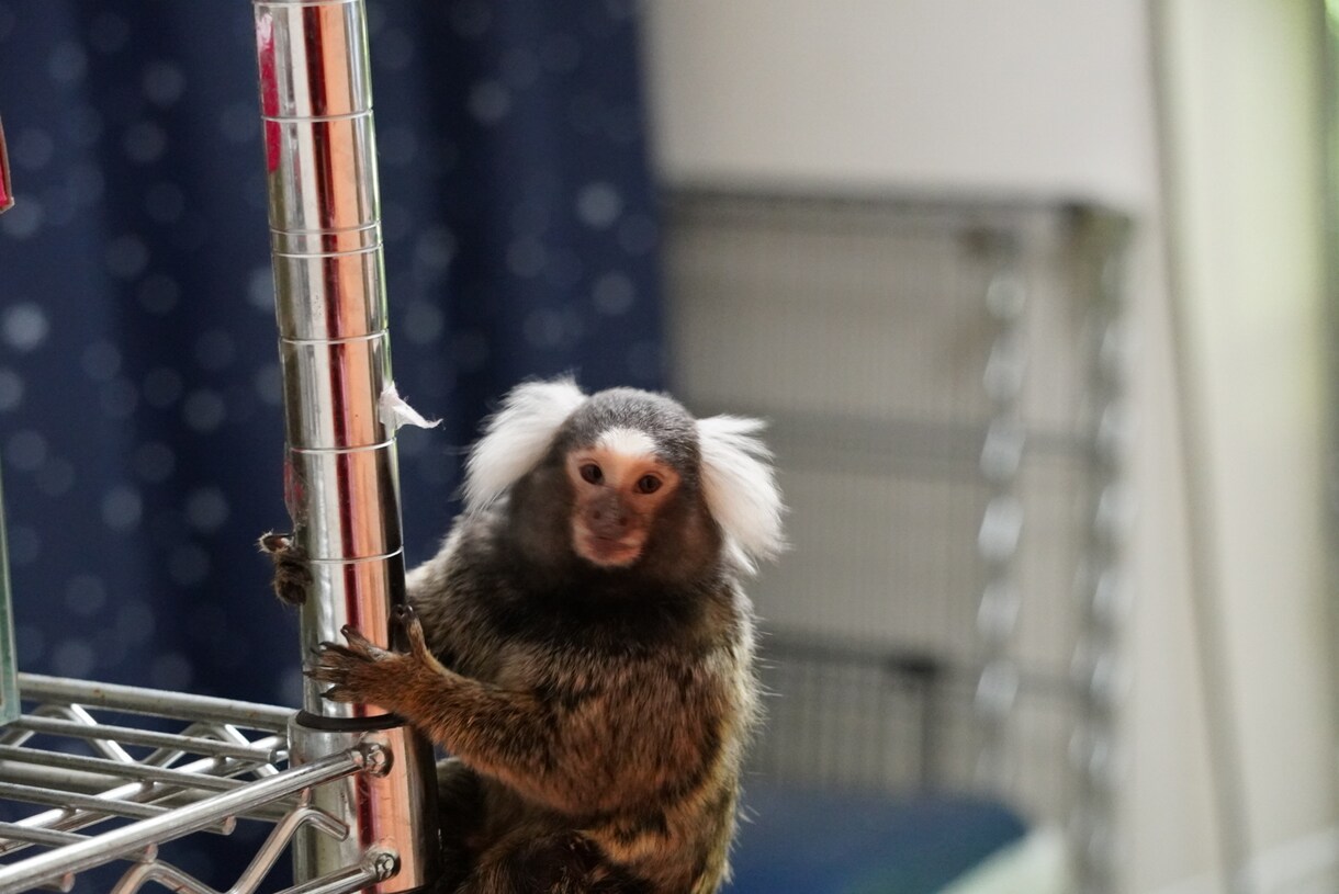 動物の飼育相談、問題行動相談になっております 犬、猿、フクロウ、モモンガ、爬虫類全般、その他飼育経験あり イメージ2