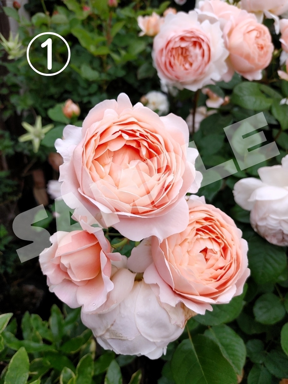 薔薇の花の写真、提供します スマホで撮った薔薇の写真を提供いたします。 イメージ1