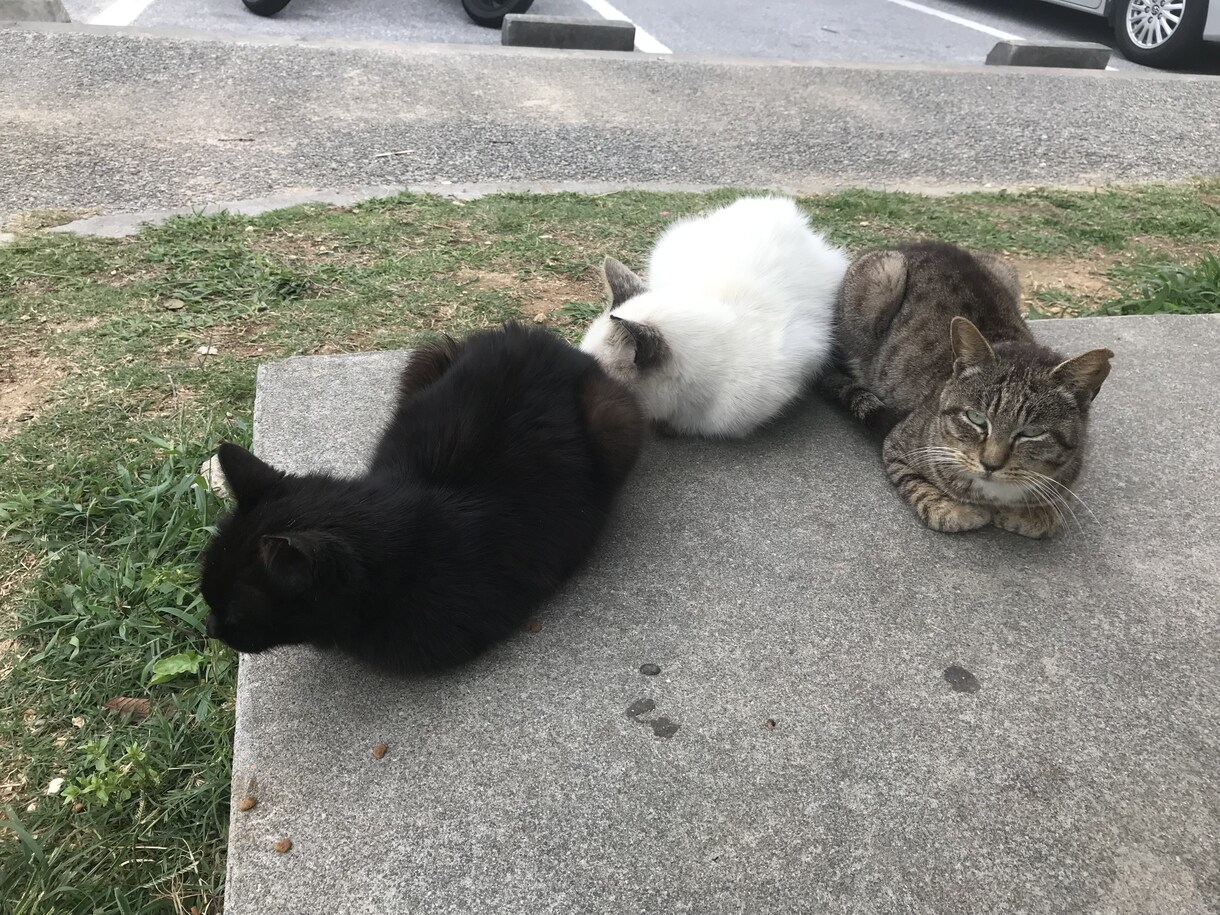 猫じゃらしの極意あり。伝授します じゃらそう、遊ぼう、楽しもう！猫ちゃんとあなたに新しい刺激を イメージ2