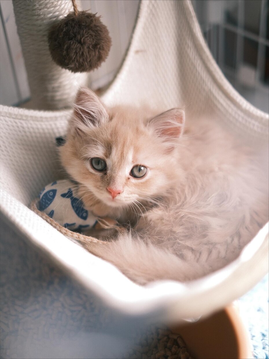 ペットの可愛い瞬間を出張撮影いたします 猫2匹と暮らすカメラマンがペットの記念撮影を行います！ イメージ2