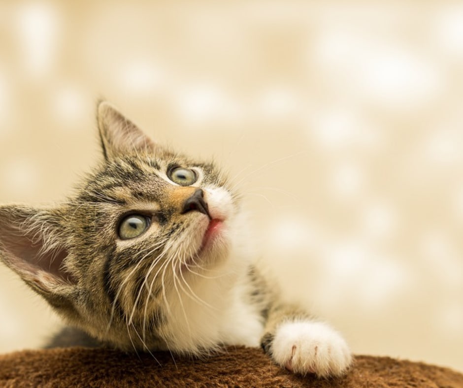 たまには甘える時間も必要★猫のように寄り添います ＊ペットやぬいぐるみに話しかけるように少し愚痴ってみません？ イメージ2
