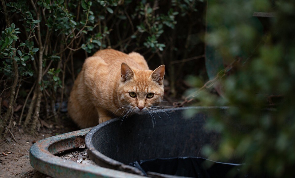 猫被ってることに疲れた貴方へ…その仮面剥がせます 毎日ヘトヘトで溜まっている愚痴や不満なんかを吐き出して下さい イメージ3