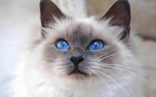 行方不明の猫 家出猫の探し方アドバイスします 愛猫探しを絶対諦めたくない方プロの捜索技伝授します イメージ1