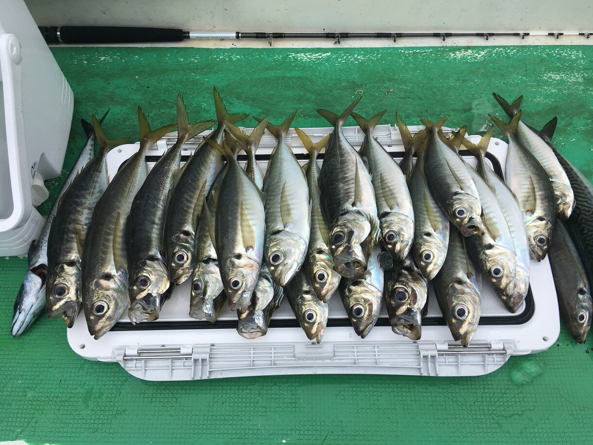 釣船での釣りを教えます 釣船で釣り体験したい方きちんと船釣りを教えて欲しい方 イメージ1
