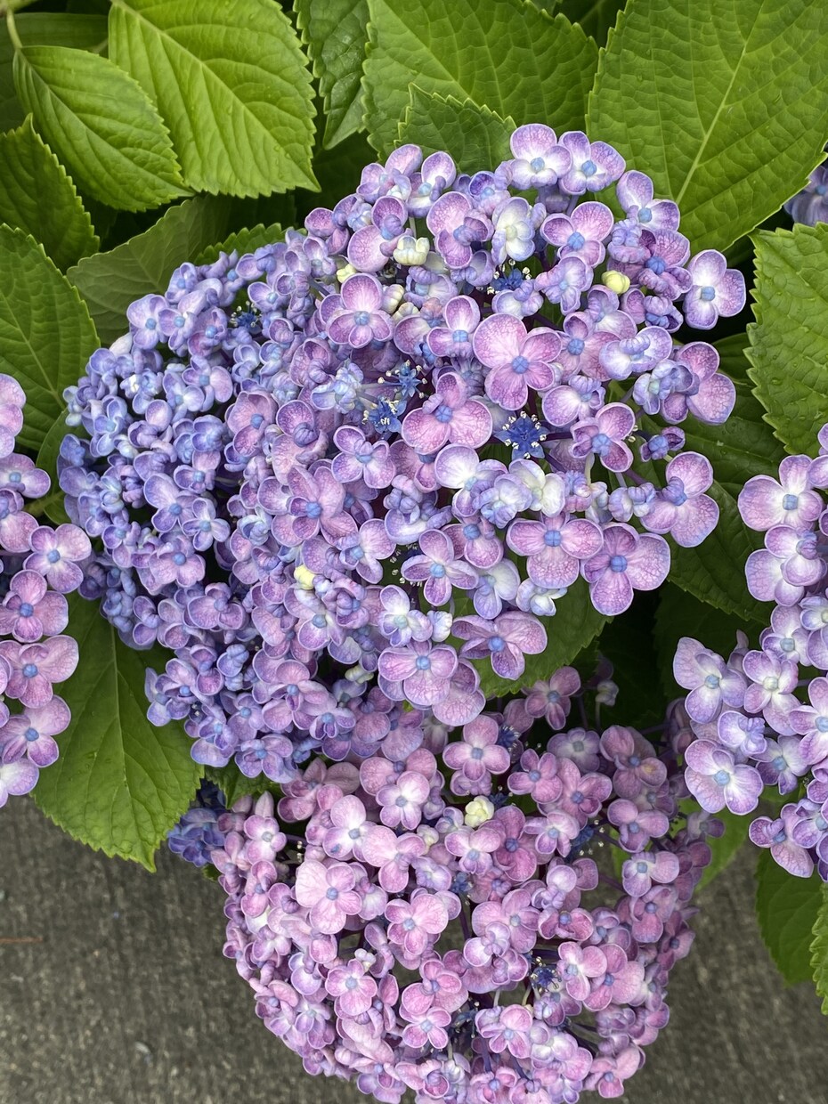 紫陽花の育て方でお悩みでしたら解決します 紫陽花、来年は今年以上に花を咲かせましょう。 イメージ3