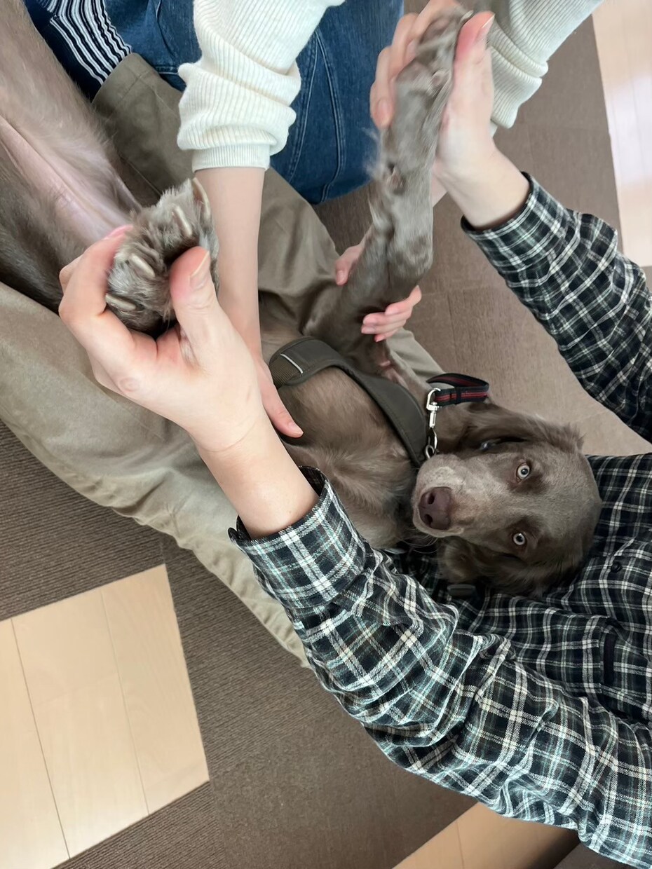 オンラインで犬のトレーニングを行います しつけ・トレーニングのアドバイス可能！　30分3000円 イメージ3