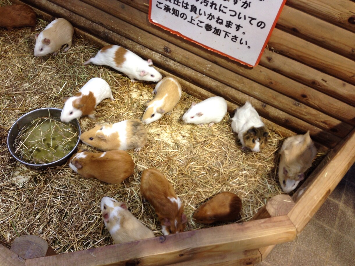 千葉の日帰り旅行旅行プランニング承ります 東京都、神奈川から簡単アクセス イメージ3