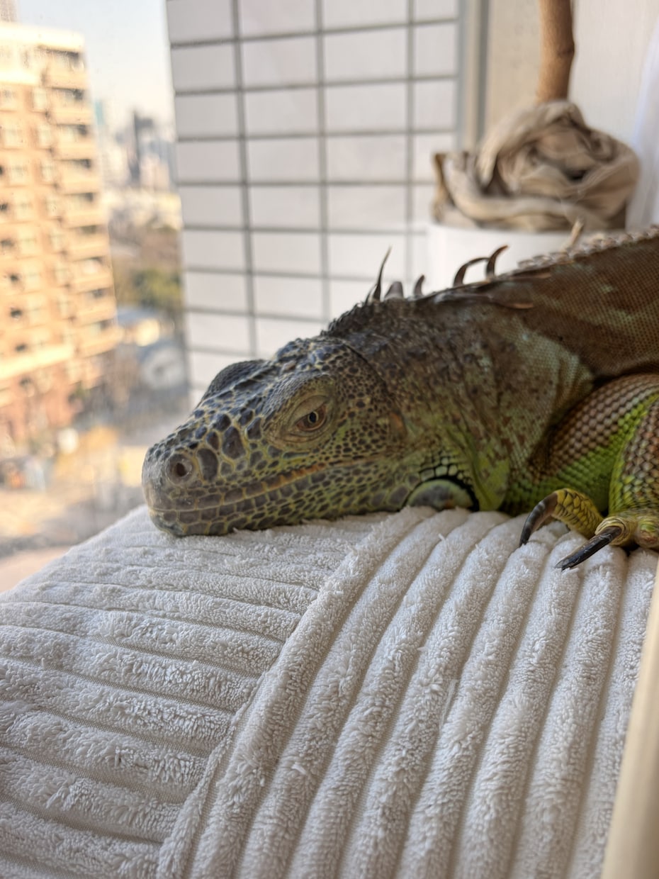 イグアナの飼い方や悩みを経験者が聞きます これって大丈夫？イグアナ飼育の不安を一緒にゆっくり整理します イメージ1