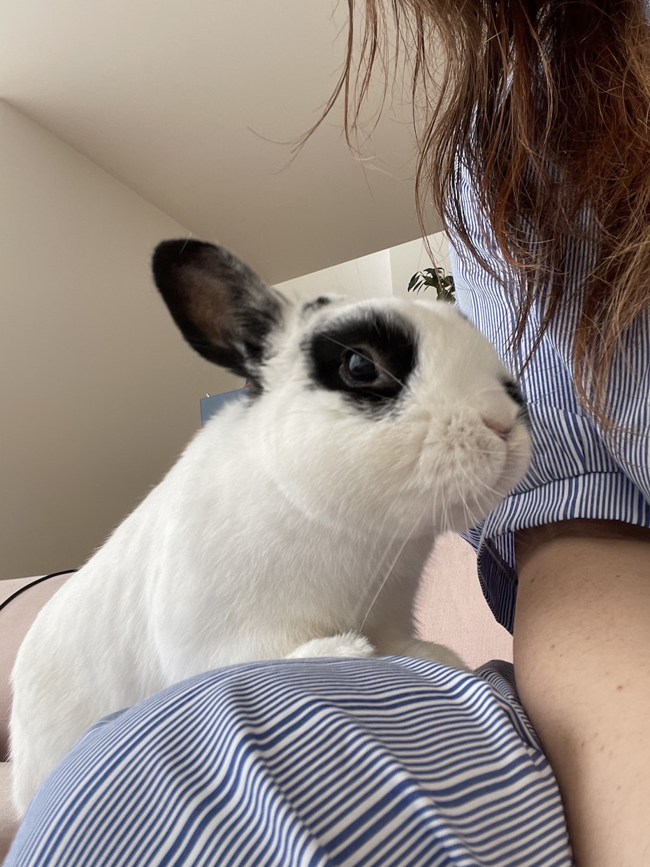 うさぎさんの飼い方アドバイスします うさぎ専門シッターがあなたの大切なうさぎさんのお悩み解決！ イメージ6