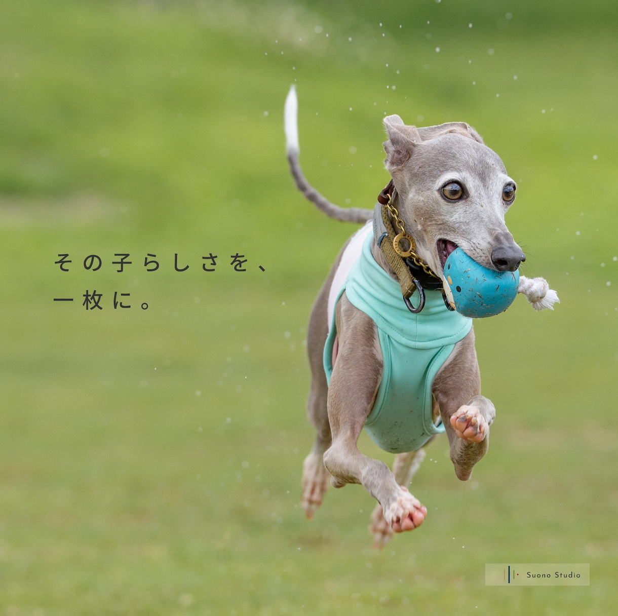 愛犬・ペットを自然な表情で出張撮影します 遊ぶ姿も、見つめる表情も、その子らしさを一枚に。 イメージ1