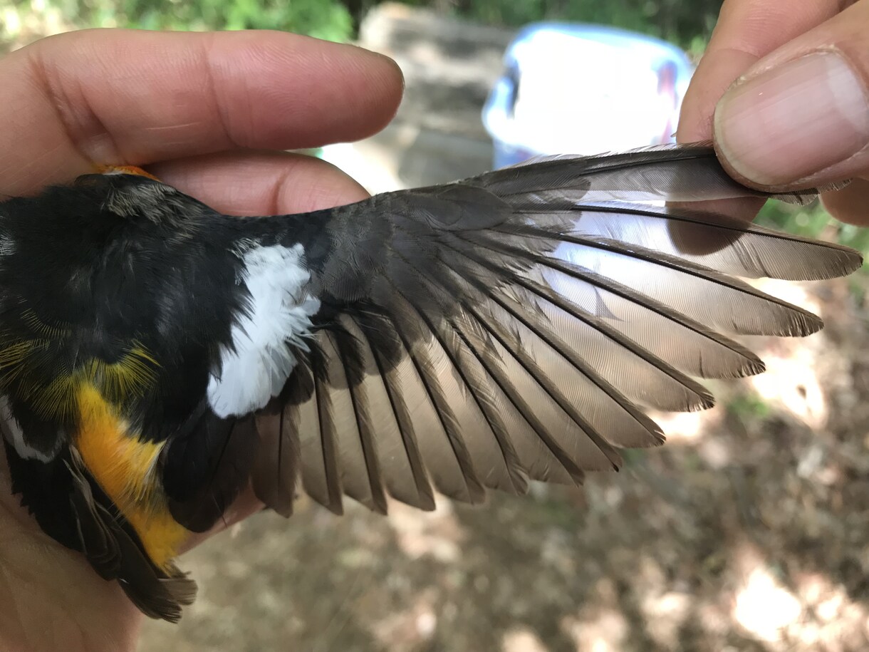 分からない野鳥教えます 〜初心者から最短で野鳥博士になりませんか？〜 イメージ7
