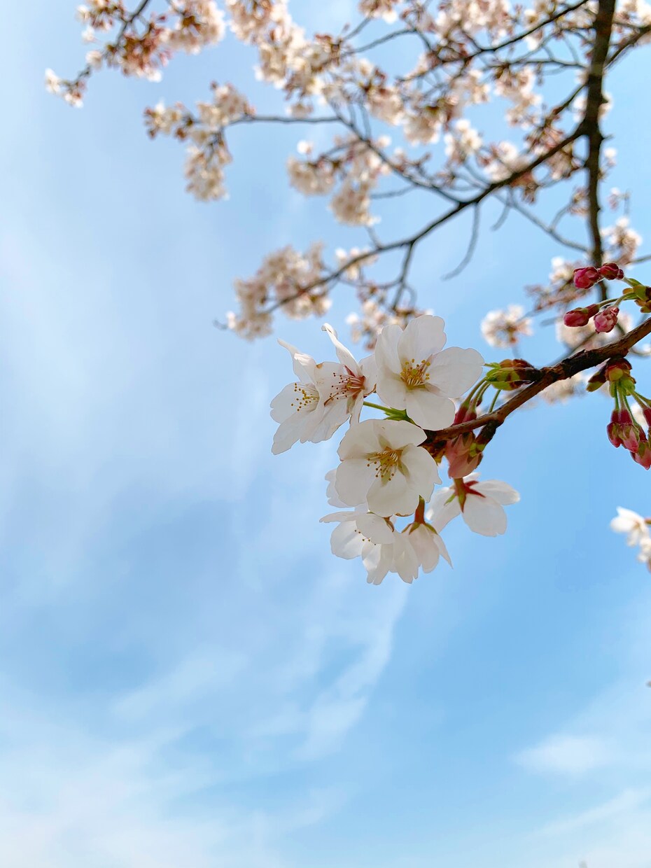 ちょっとしたことに使いたい風景写真編集します SNSやスマホの壁紙などに使う写真を鮮やかに！！ イメージ4