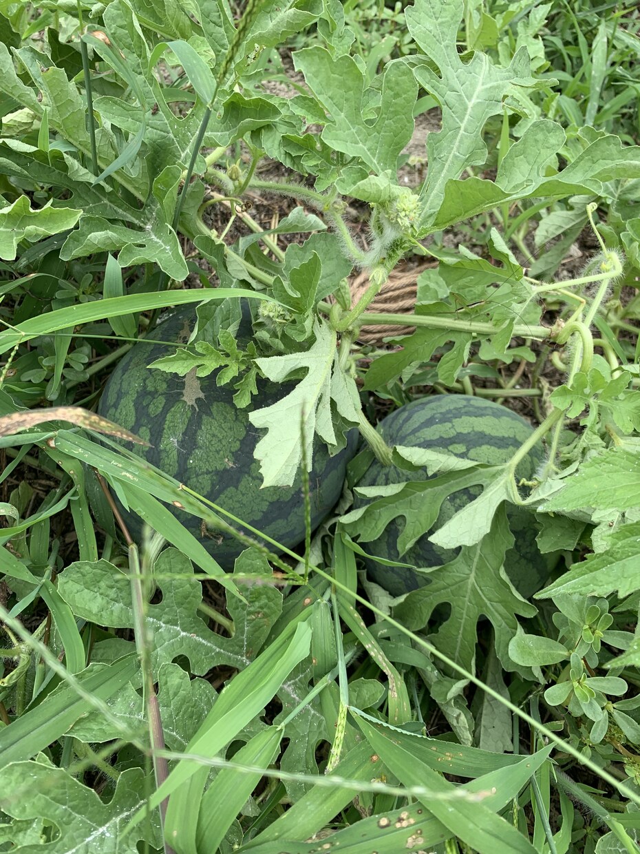 植物の「これからどうしたらいい？」に答えます 主に家庭菜園などの有機野菜作りのアドバイスを行います！ イメージ5