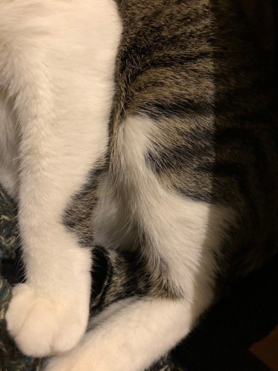 猫のモフモフ名刺作成します 猫のモフモフした背中やおなかなどを背景にした名刺の作成 イメージ2