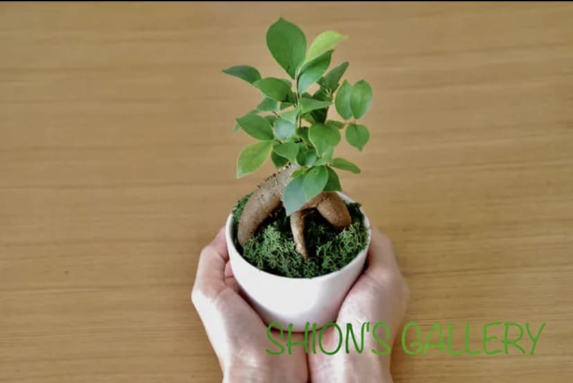 観葉植物全般の質問にお応え致します 10年以上観葉植物を扱っております。なんでも聞いて下さい＾＾ イメージ1