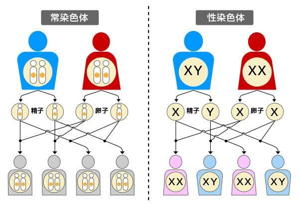 大人もOK！高校生物教えます 苦手意識がある人向け！じっくり付き合います！ イメージ3