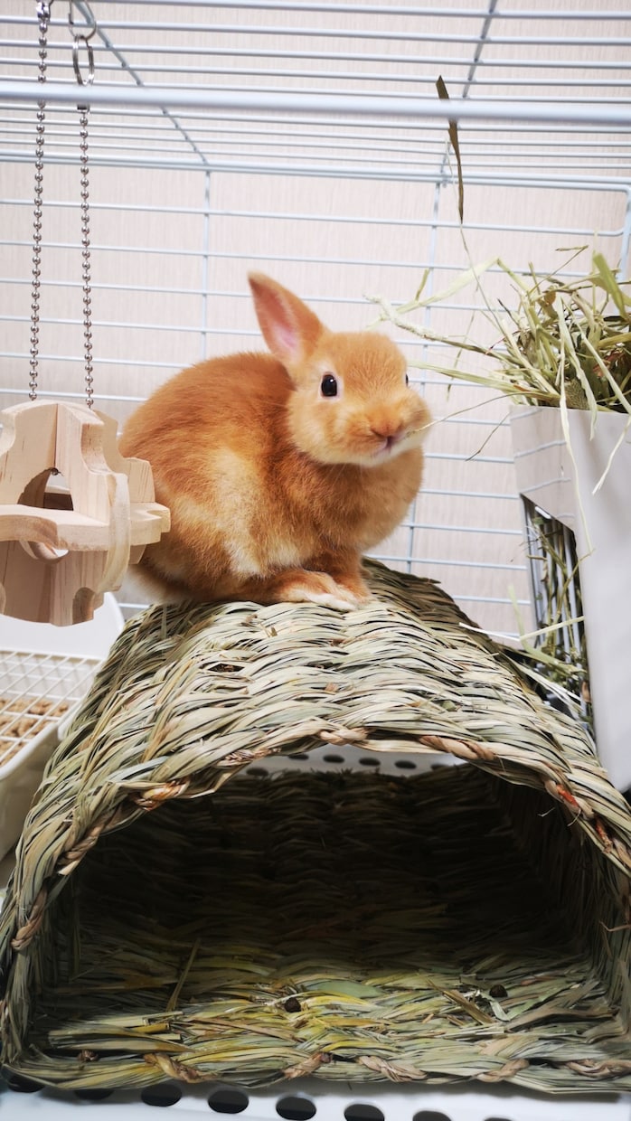 うさぎの写真提供します 可愛いうさぎさんの写真提供します！ イメージ4