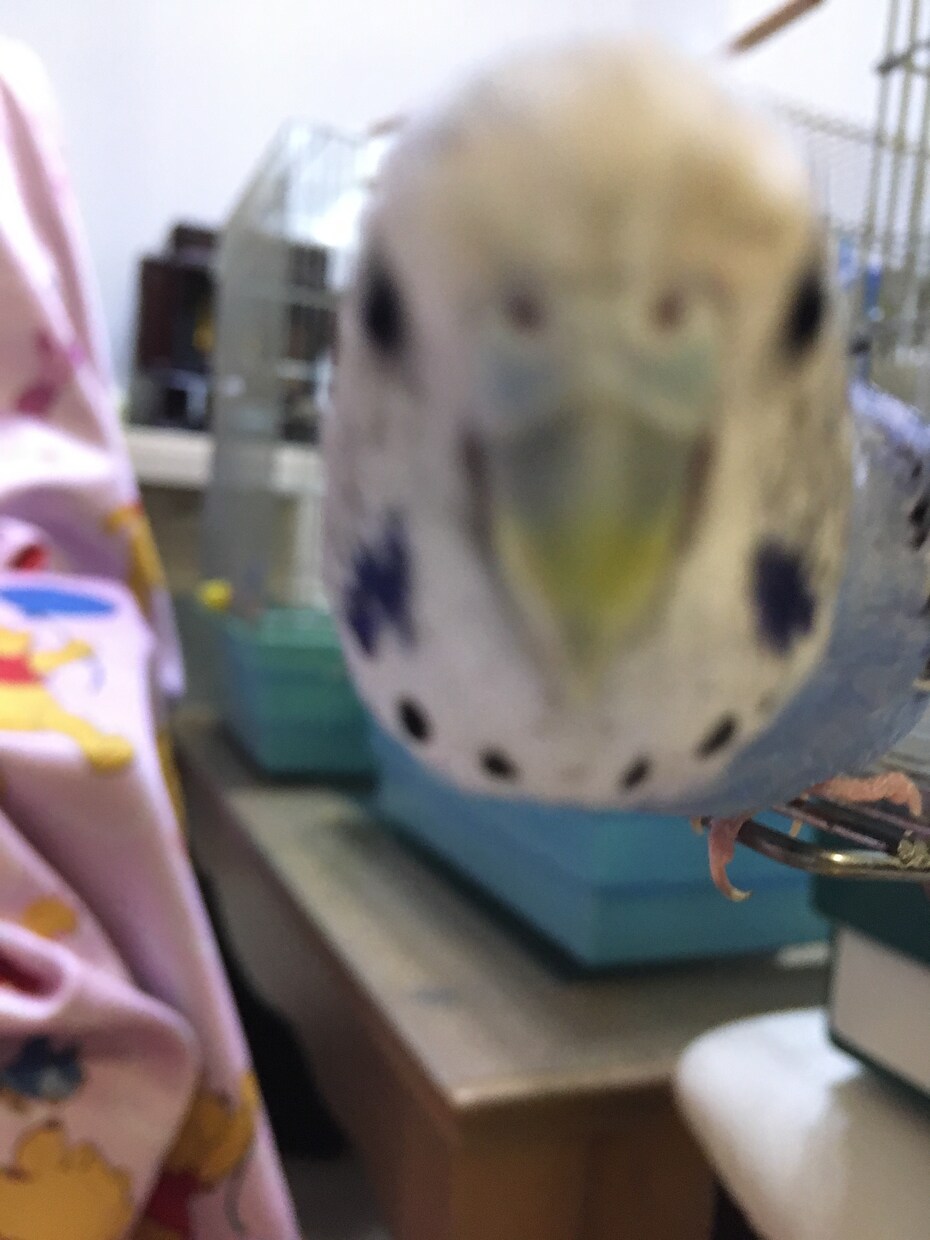 インコ「コザクラ、セキセイ」の飼育アドバイスします インコ歴7年。現在コザクラ、セキセイ4代目を飼育しています イメージ1