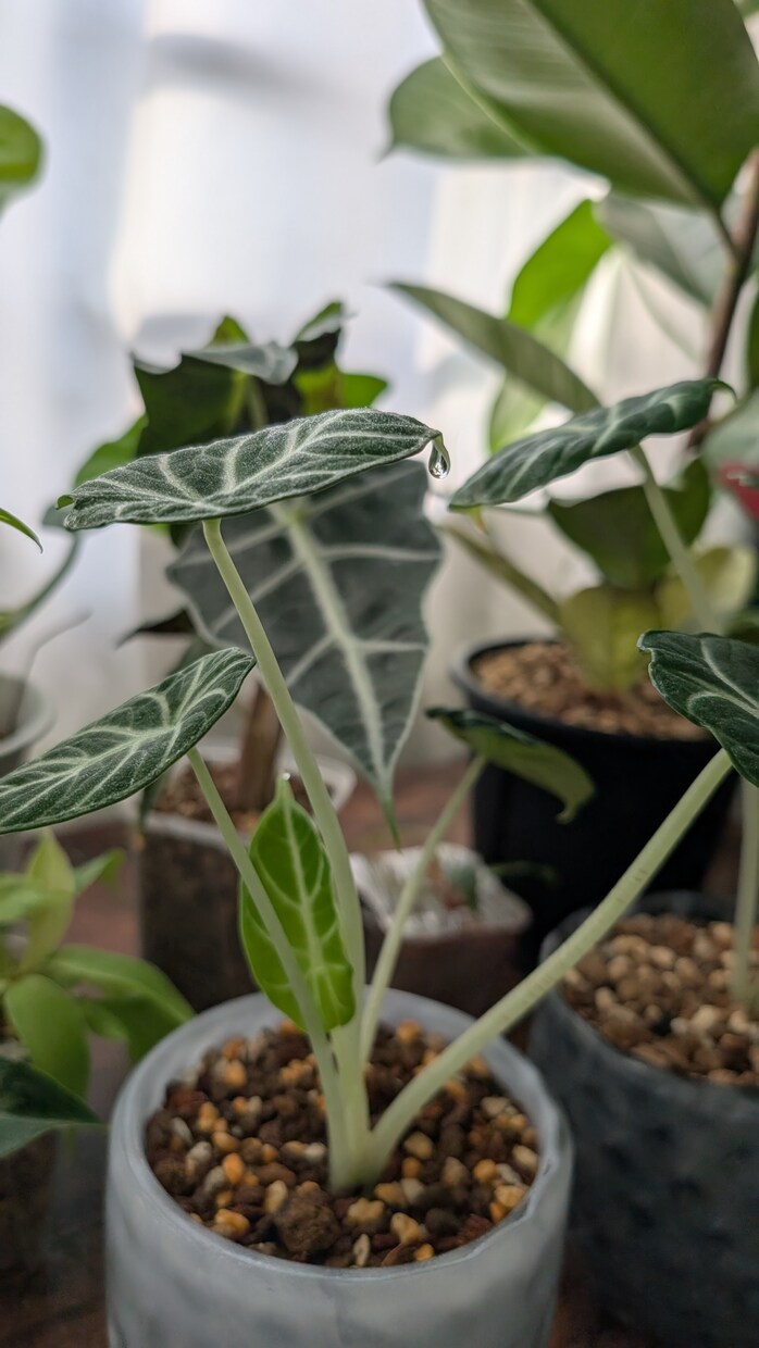 観葉植物の育て方・管理のご相談をお受けいたします 観葉植物をお家で200鉢以上管理中！あなたに合った方法ご提案 イメージ4