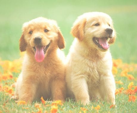 動物へのヒーリング♡飼い主の手で癒す力を伝授します 大切なペットや動物たちの心と体を癒すヒーリングを自分の手で♡ イメージ2
